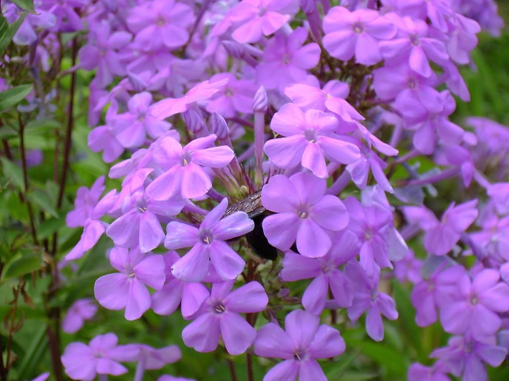 10 semillas de flores altas de colibrí (phlox paniculata morada) nativas de verano para jardín