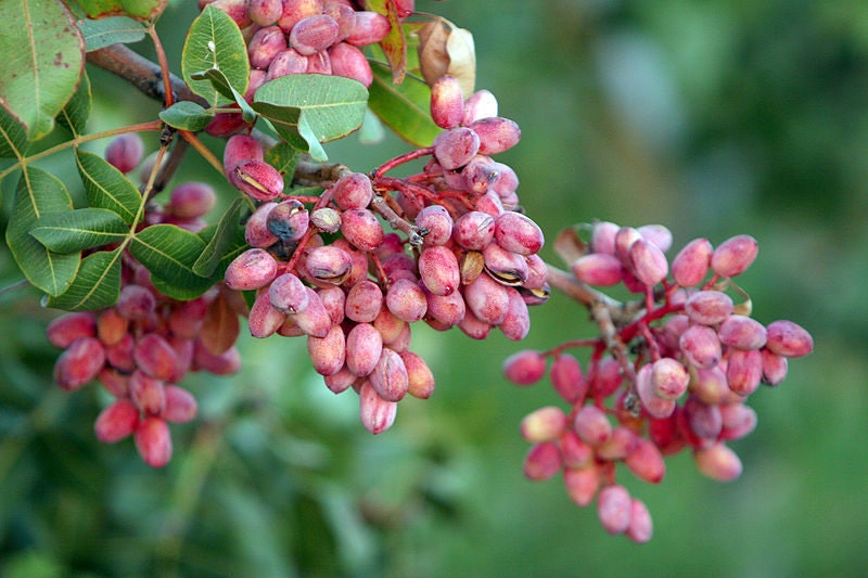 5 PISTACHOS Pistacia Vera Fruto Flores Rojas Semillas