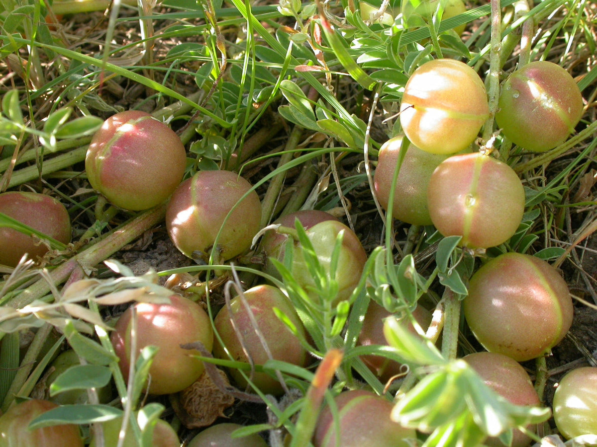 10 semillas de ciruela de tierra, ciruela de tierra, astragalus crassicarpus