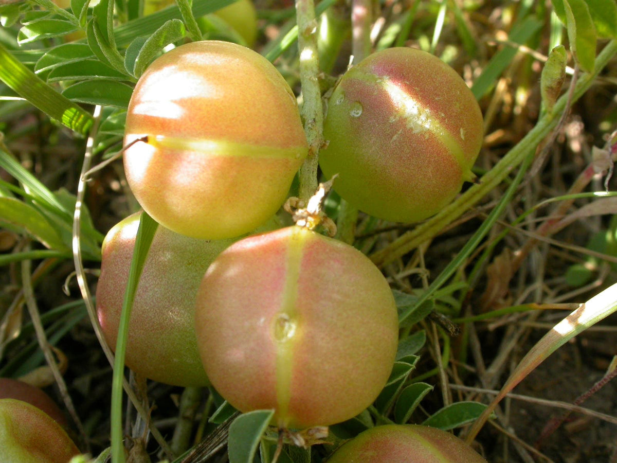 10 semillas de ciruela de tierra, ciruela de tierra, astragalus crassicarpus