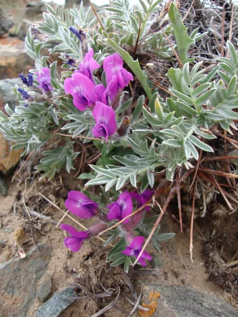 10 semillas de ciruela de tierra, ciruela de tierra, astragalus crassicarpus