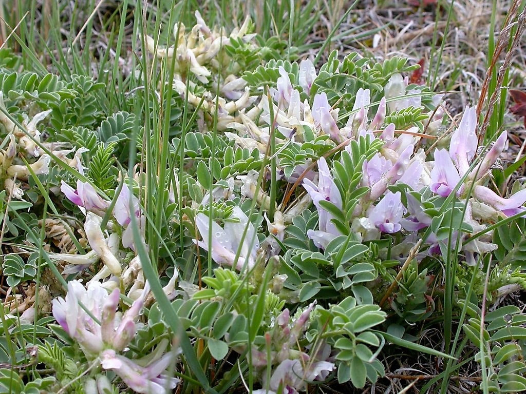 10 semillas de ciruela de tierra, ciruela de tierra, astragalus crassicarpus