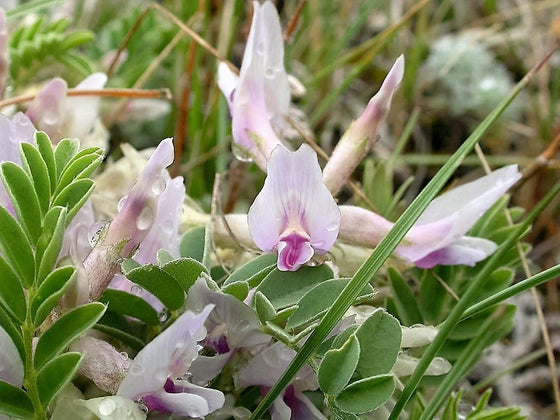 10 semillas de ciruela de tierra, ciruela de tierra, astragalus crassicarpus