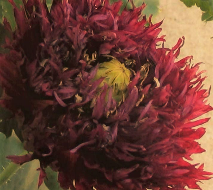250 semillas de amapola peonía cisne negro, papaver somniferum, flor doble color burdeos oscuro