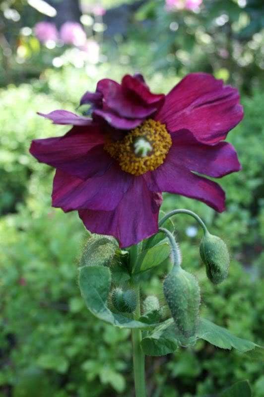 10 semillas mixtas de amapola del Himalaya, azul, rojo, violeta, Meconopsis napaulensis, flores mixtas