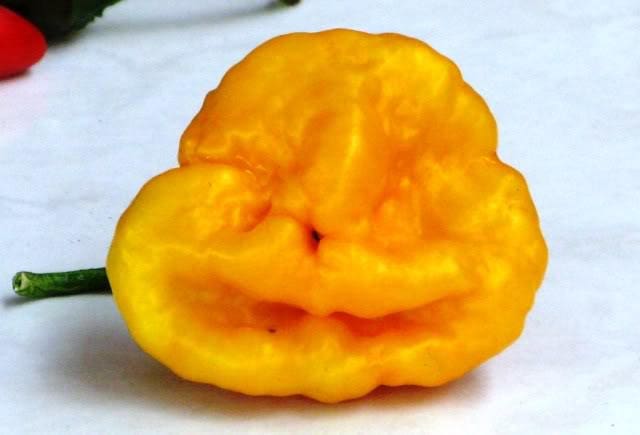 40 PIMIENTO SCOTCH BONNET AMARILLO Semillas de vegetales de Capsicum Chinense de Jamaica muy picante