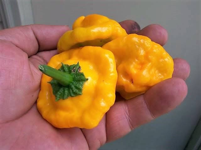 40 PIMIENTO SCOTCH BONNET AMARILLO Semillas de vegetales de Capsicum Chinense de Jamaica muy picante