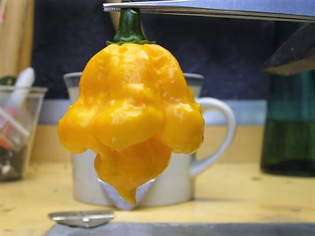 40 PIMIENTO SCOTCH BONNET AMARILLO Semillas de vegetales de Capsicum Chinense de Jamaica muy picante