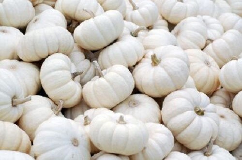 15 WHITE Baby Boo MINI PUMPKIN Miniature Cucurbita Pepo Vegetable Seeds