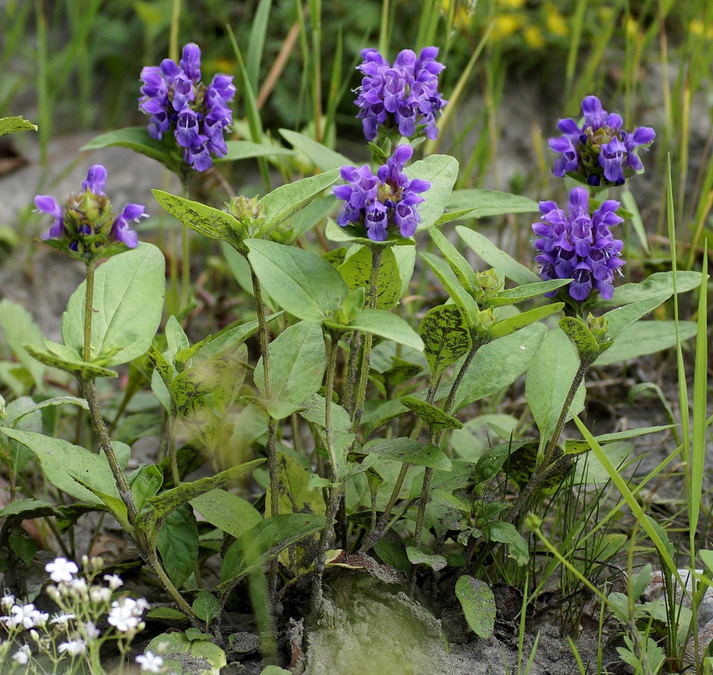 50 PAGODA MIX PRUNELLA Grandiflora Bigflower Selfheal Blue Pink etc Semillas de flores