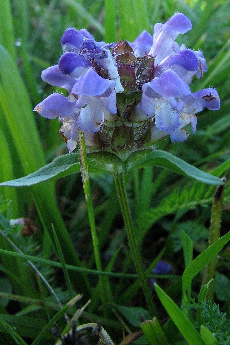 50 PAGODA MIX PRUNELLA Grandiflora Bigflower Selfheal Blue Pink etc Semillas de flores