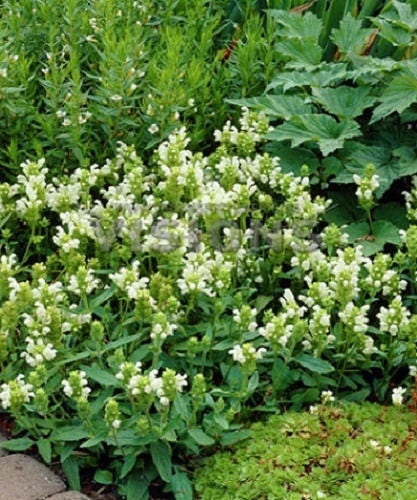 50 PAGODA MIX PRUNELLA Grandiflora Bigflower Selfheal Blue Pink etc Semillas de flores
