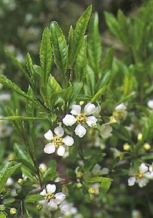 5 semillas de flores de cerezo (Prinsepia china, sinensis), árbol frutal rojo comestible, arbusto.