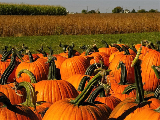 50 semillas de calabaza de campo de Connecticut BigTom Orange Yankee Cucurbita Pepo