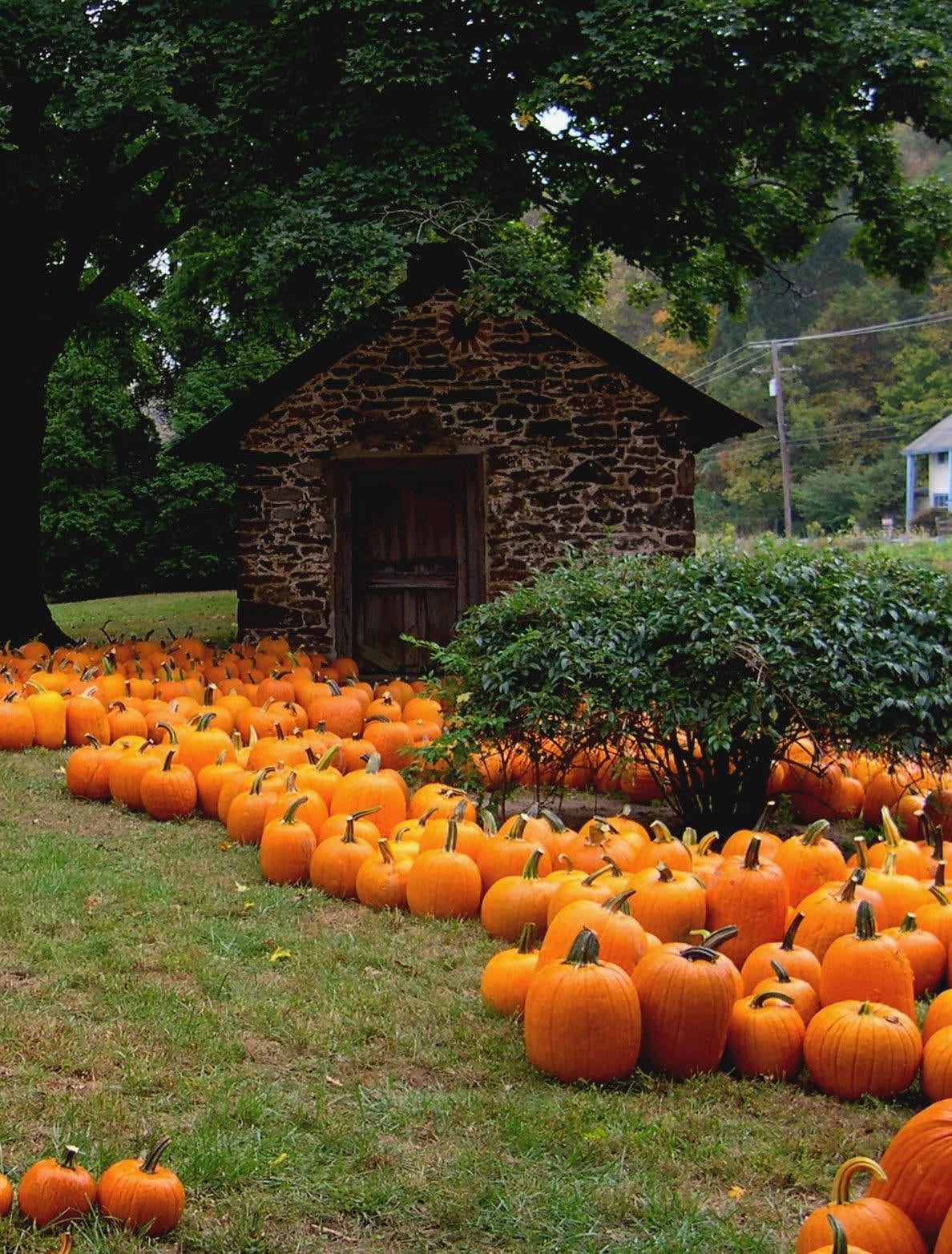 50 semillas de calabaza de campo de Connecticut BigTom Orange Yankee Cucurbita Pepo