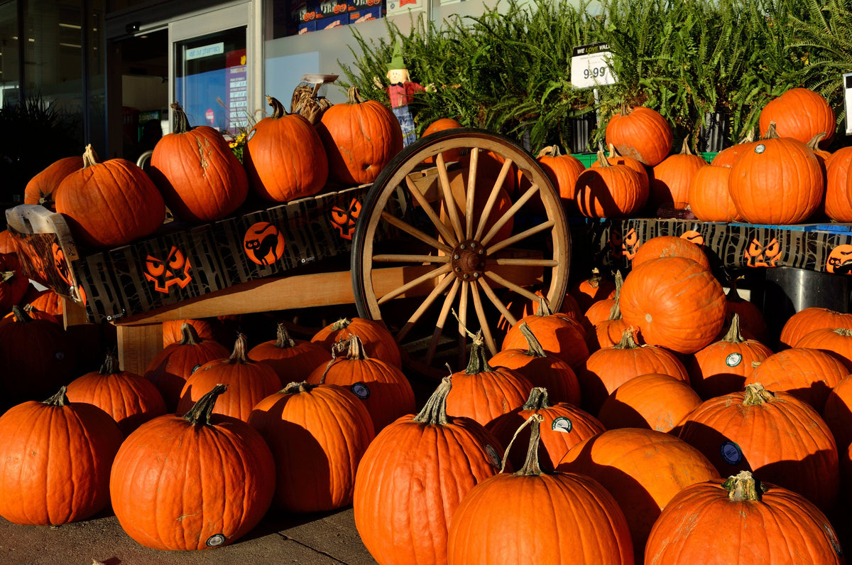 50 SPOOKIE PUMPKIN también conocido como Deep Sugar Pie Calabaza Cucurbita Pepo Semillas Vegetales