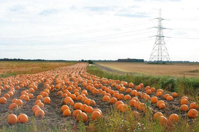 50 SPOOKIE PUMPKIN también conocido como Deep Sugar Pie Calabaza Cucurbita Pepo Semillas Vegetales