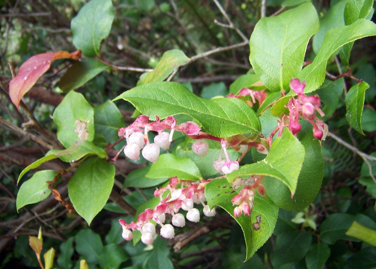 40 SALAL BERRY Gaultheria Shallon Rosa Flores Blancas Fruto Azul Arbusto Semillas