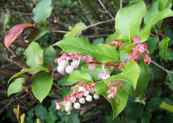 40 SALAL BERRY Gaultheria Shallon Pink White Flowers Blue Fruit Shrub Seeds