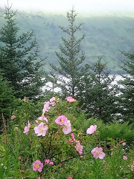 15 Pink WOOD'S ROSE Bush Mountain Rose Rosa Woodsii Fragrant Flower Seeds