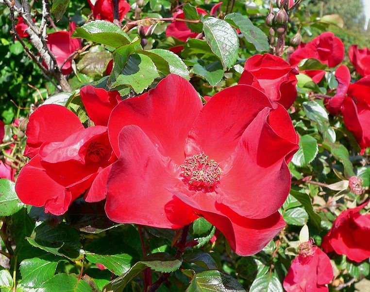 30 semillas de rosa roja japonesa (Rosa Rugosa Rubra Rugrose)