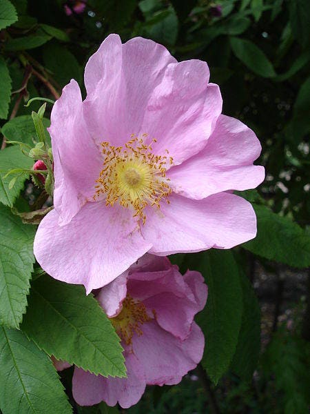 10 semillas de rosa canela rosa Amur Rosa Davurica, flores fragantes