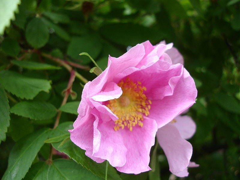 10 semillas de rosa canela rosa Amur Rosa Davurica, flores fragantes