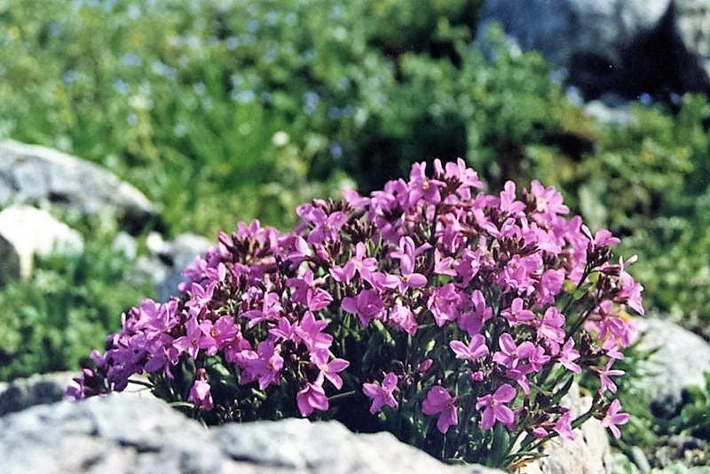150 SPRING CHARM ROCKCRESS Rose Rock Cress Arabis Arendsii Flower Mix Seeds