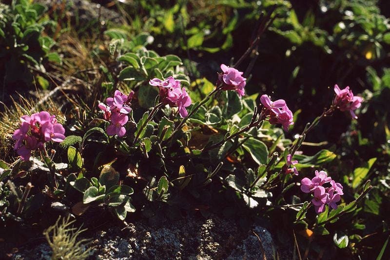 150 semillas de mezcla de flores de berro de roca Arabis Arendsii con encanto de primavera