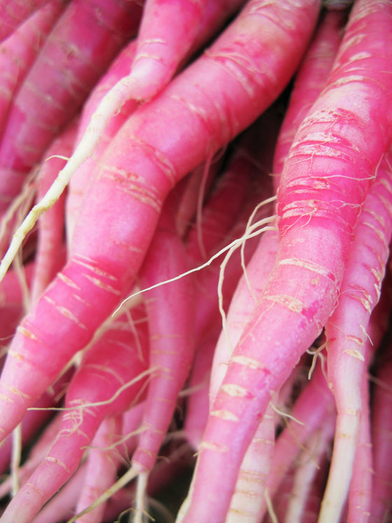 100 PINK SUMMERSICLE RADISH Raphanus Sativus Root Vegetable Seeds