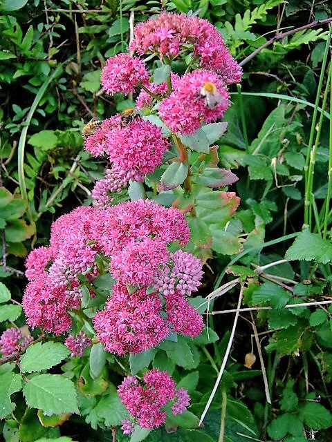 10 EMPEROR'S WAVE SEDUM Red Upright Telephium Succulent Flower Rock Garden Seeds