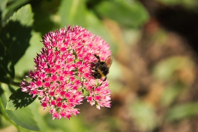 10 semillas de SEDUM EMPEROR'S WAVE, Telephium rojo vertical, suculenta, para jardín de rocas