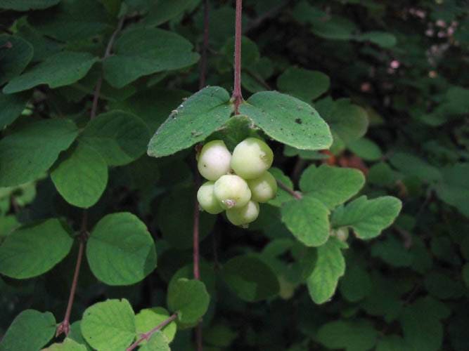 10 semillas de Symphoricarpos Mollis, arbusto enano de flores blancas y rosadas