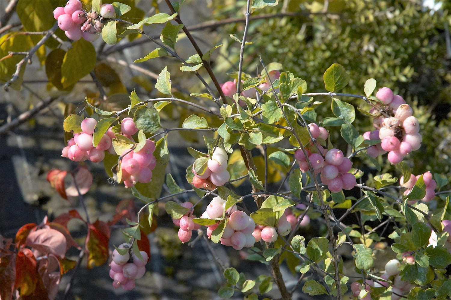 30 WESTERN SNOWBERRY Arbusto Flor blanca rosada Symphoricarpos Occidentalis Semillas