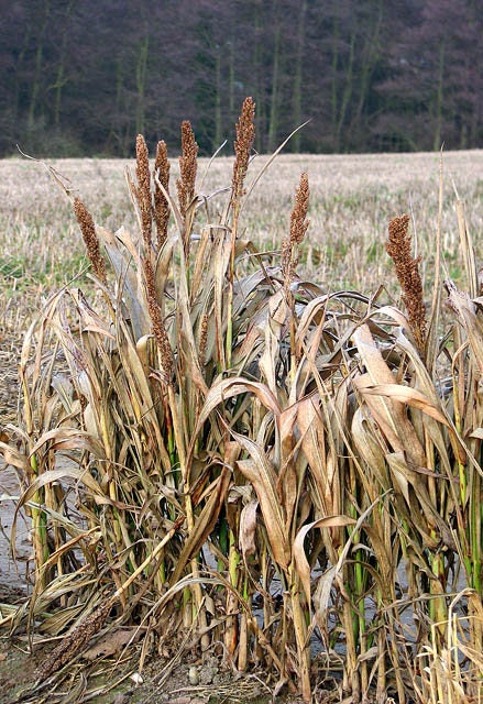 100 DALE SORGO Bicolor Jarabe Harina Grano Semillas Vegetales