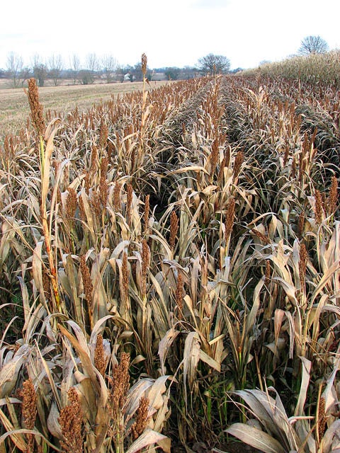 100 DALE SORGO Bicolor Jarabe Harina Grano Semillas Vegetales