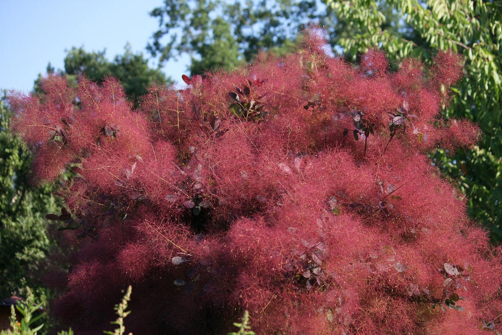 30 semillas de árbol de humo morado, arbusto de humo, cotinus coggygria, rhus cotinus zumaque