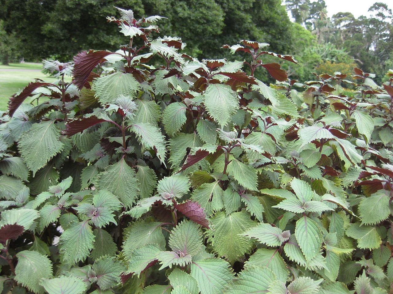 300 semillas de hierba ornamental SHISO morada, también conocida como PERILLA Frutescens, verde y morada