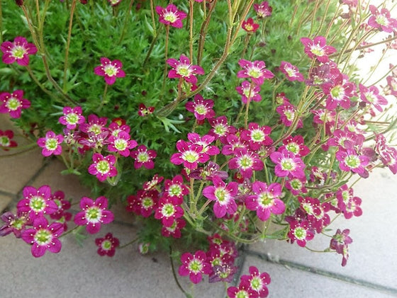50 semillas de flores perennes de Saxifraga Arendsii, musgo y roca.