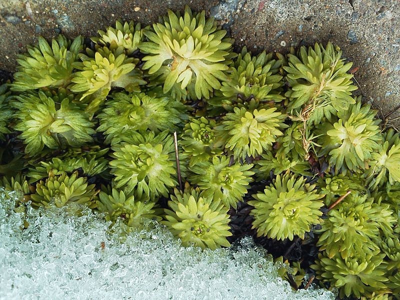 50 PURPLE ROBE SAXIFRAGA Saxifraga Arendsii Moss Rockfoil Evergreen Flower Seeds