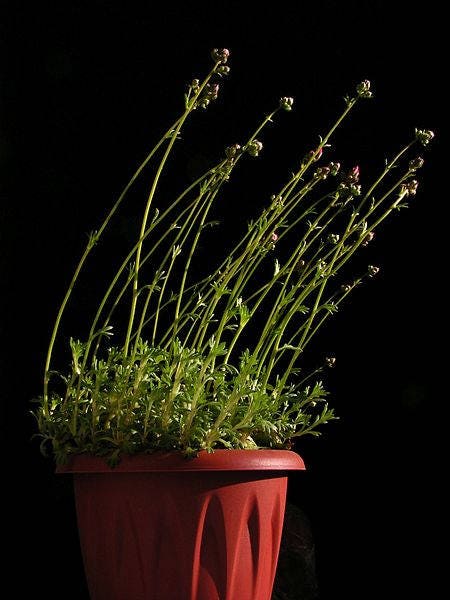 50 PURPLE ROBE SAXIFRAGA Saxifraga Arendsii Moss Rockfoil Evergreen Flower Seeds