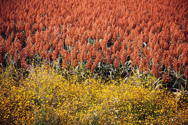 20 Jarabe ROX NARANJA SORGO Waconia Caña de Azúcar Bicolor Semillas de Grano Vegetal