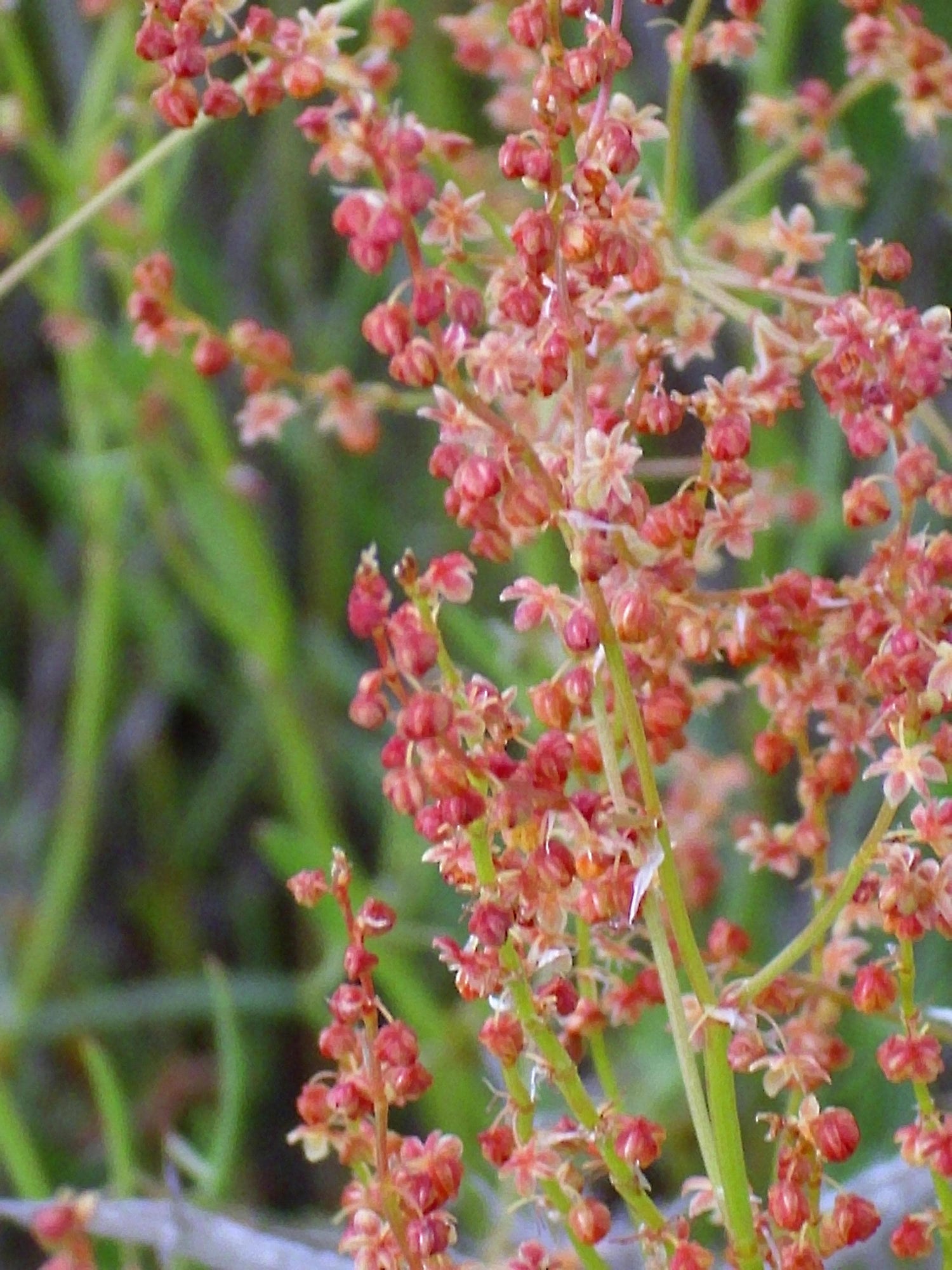 100 semillas de acedera (Rumex acetosella), acedera roja, hierba agria