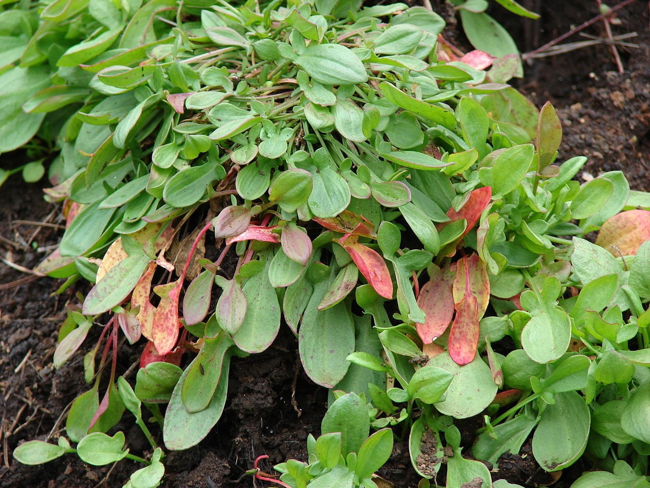 100 semillas de acedera (Rumex acetosella), acedera roja, hierba agria