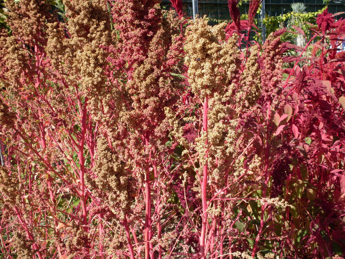 50 Organic RED AZTEC SPINACH Huauzontle Chenopodium Berlandieri Greens Vegetable Seeds