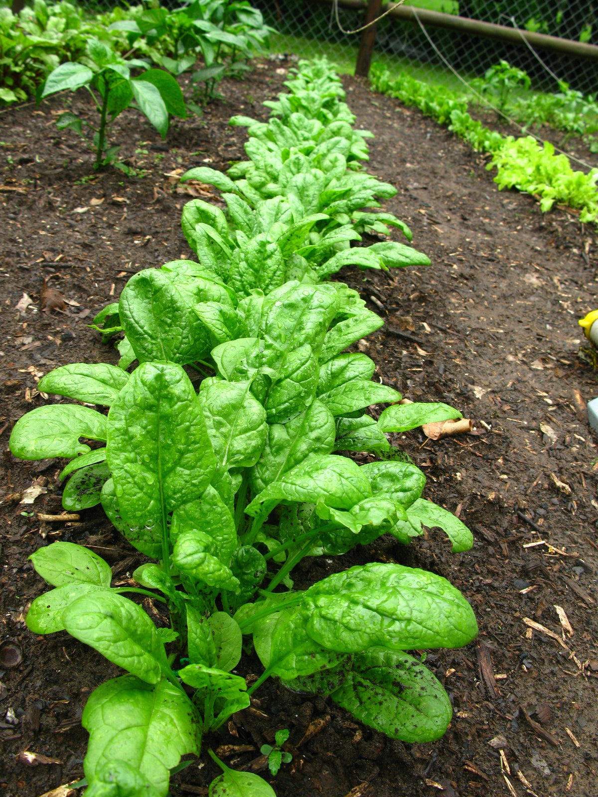 400 Monstrueux De VIROFLAY SPINACH French Spinacia Oleracea Vegetable Seeds