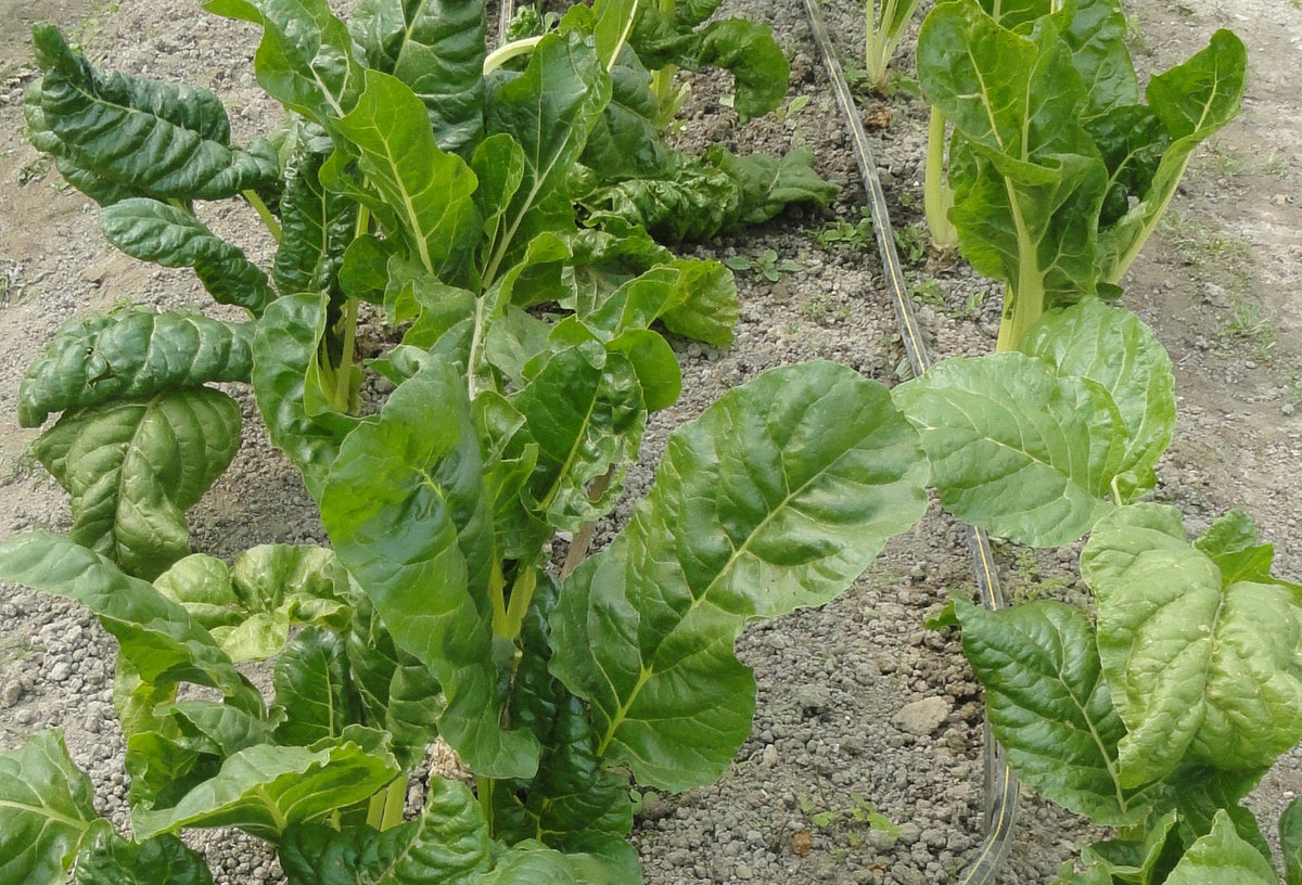 400 Monstrueux De VIROFLAY SPINACH French Spinacia Oleracea Vegetable Seeds