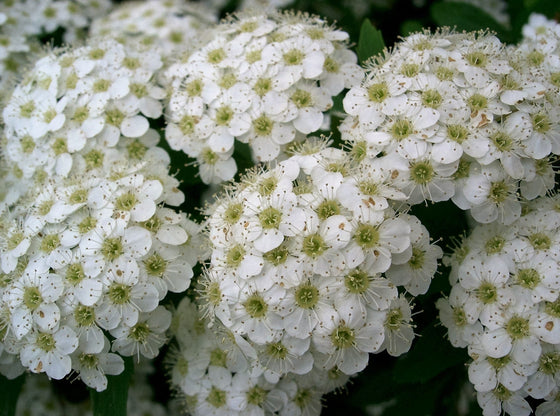 50 White CHINESE SPIREA Spiraea Chinensis Flower Bush Shrub Seeds
