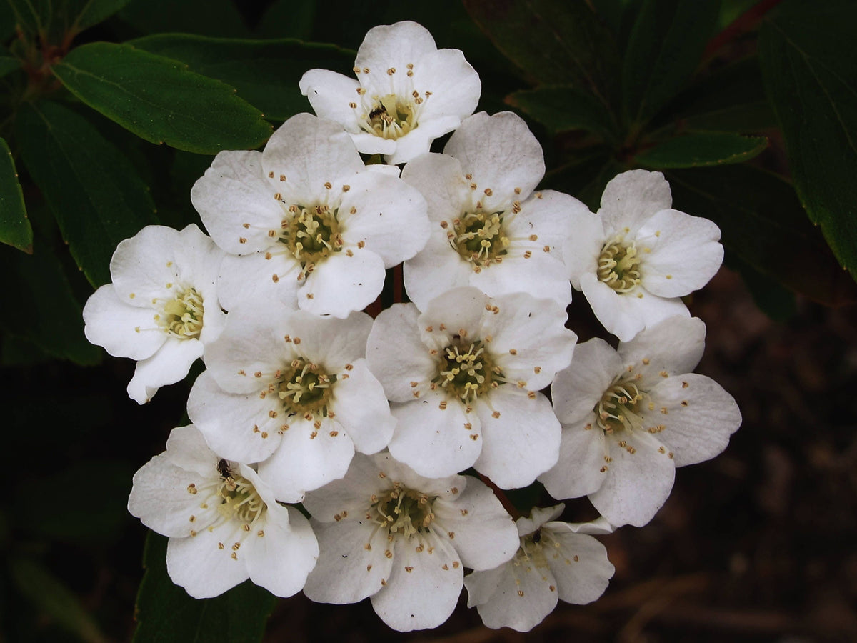 50 White CHINESE SPIREA Spiraea Chinensis Flower Bush Shrub Seeds