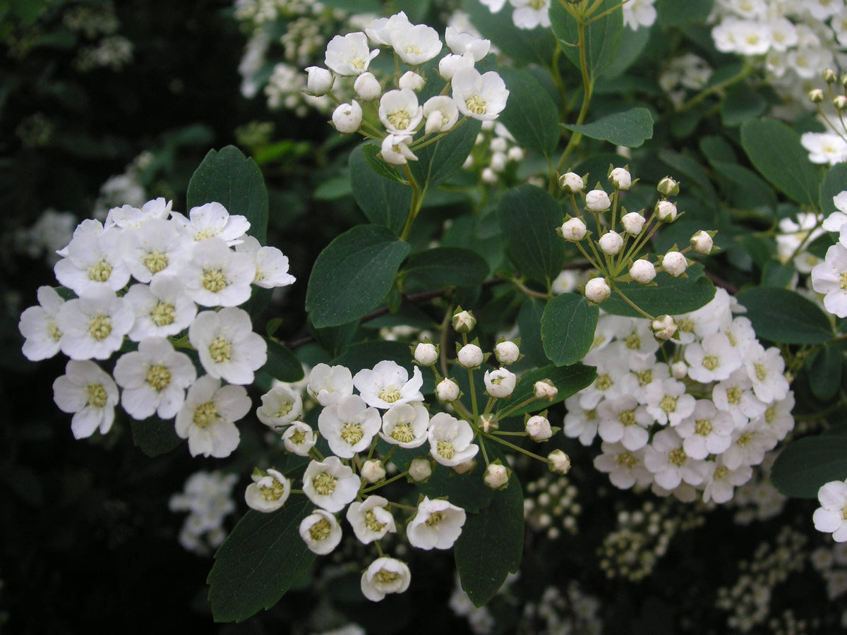 50 White CHINESE SPIREA Spiraea Chinensis Flower Bush Shrub Seeds